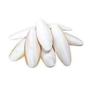 Sépiová kosť 15cm, 1ks