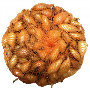 Sazečka cibule 500g Senshyu...