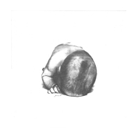 Liquid Idiot / Idiot Orchestra